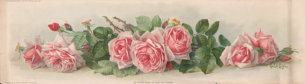 Paul de Longpré "La France Roses"