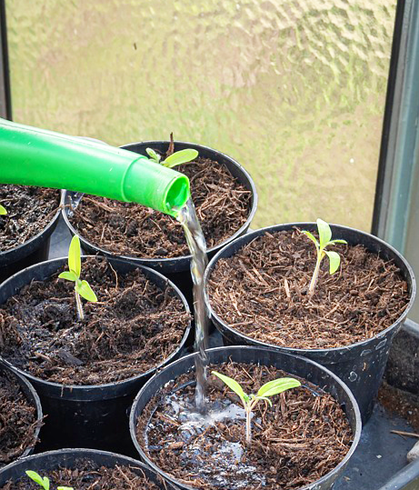 watering can plant shoots